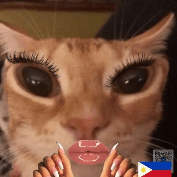 кот